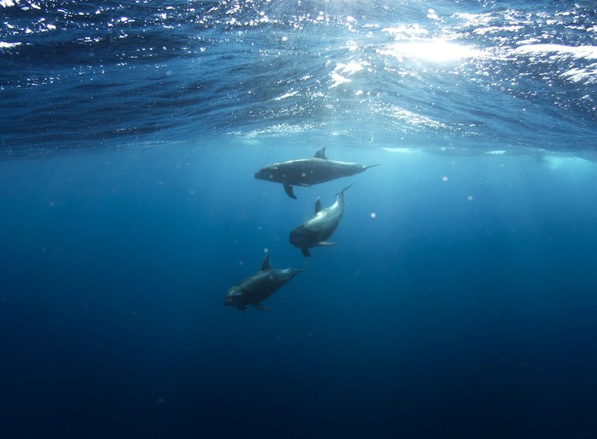 Golfo Aranci: Dolphin Watching and Snorkeling Boat Tour - Cruise route: from Sos Aranzos to Cape Figari dolphin spotting