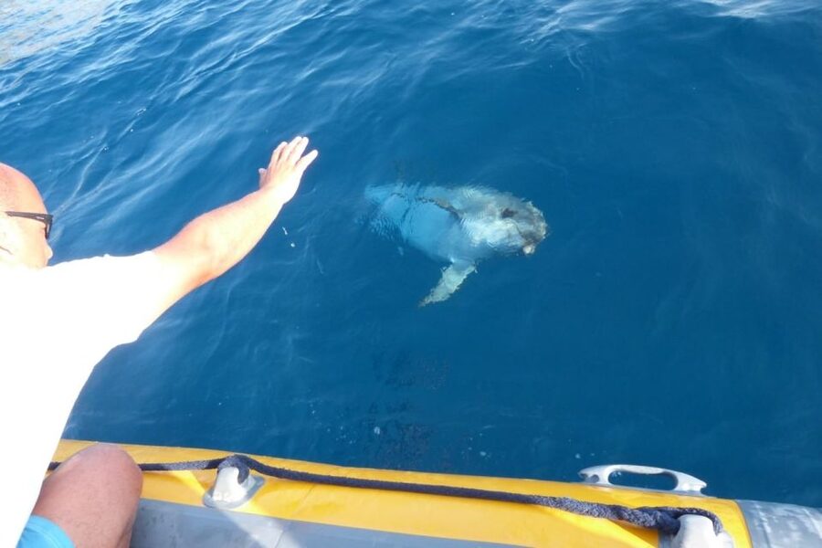 Golfo Aranci: Dolphin Watching and Snorkeling Boat Tour - Comfort and included extras: gear, soft drinks, and the small-group factor