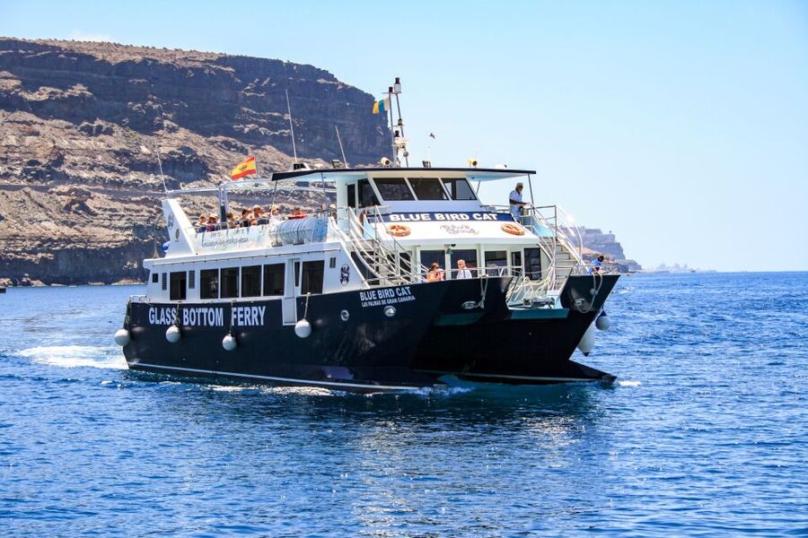 Gran Canaria: Catamaran Dolphin Watch Cruise with Snorkeling - Watching From Above and Below: Glass Panels That Change How You See Sea Life