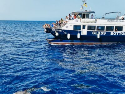 Gran Canaria: Catamaran Dolphin Watch Cruise with Snorkeling - The Main Event: Dolphin and Whale Watching in Real Atlantic Conditions