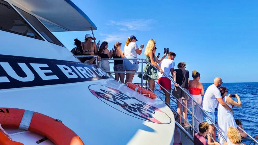 Gran Canaria: Catamaran Dolphin Watch Cruise with Snorkeling - What You Get for $44: Value That’s Mostly About Time on the Water