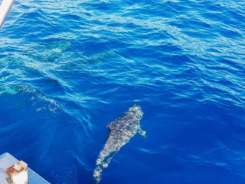 Gran Canaria: Catamaran Dolphin Watch Cruise with Snorkeling - Motion Sickness and Who Should Skip This One