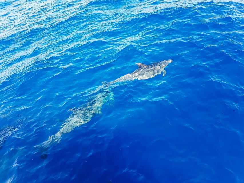 Gran Canaria: Catamaran Dolphin Watch Cruise with Snorkeling - The Onboard Experience: Crew Tone, Rules, and Little Comforts