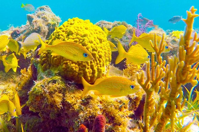 Grand Turk - Amazing Wall Snorkeling Tour - Key Things That Make This Tour Worth Your Time