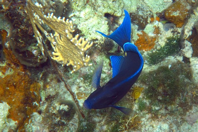Grand Turk - Amazing Wall Snorkeling Tour - Getting to the Meeting Point and Staying Uncomplicated