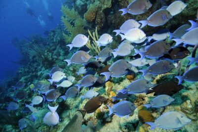 Grand Turk - Amazing Wall Snorkeling Tour - What’s Included (And What You Should Expect to Pay More For)