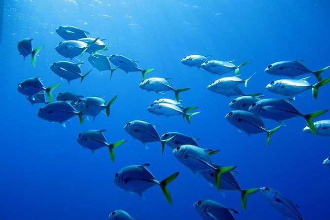 Grand Turk - Amazing Wall Snorkeling Tour - The Snorkel Itself: What You’ll See at the Wall
