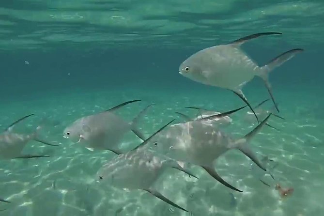 Grand Turk - Amazing Wall Snorkeling Tour - Safety and Comfort: The Stuff You’ll Thank Yourself for Knowing