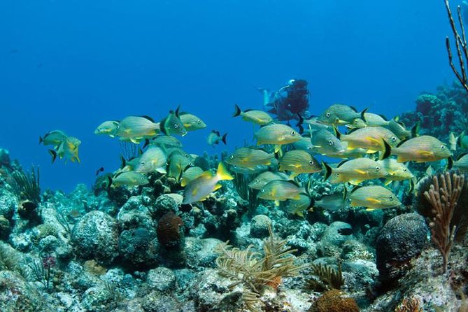 Grand Turk - Amazing Wall Snorkeling Tour - Value Check: Is $103 a Fair Price?