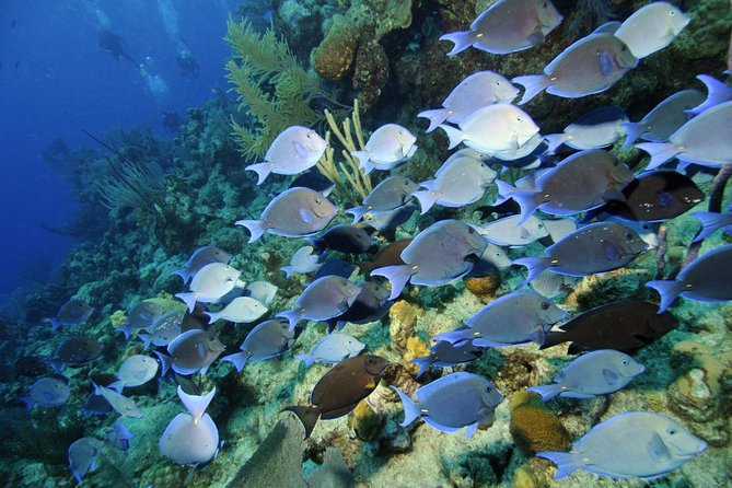 Grand Turk - Amazing Wall Snorkeling Tour - What’s Included (And What You Should Expect to Pay More For)