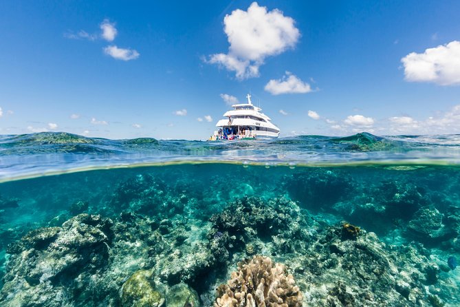 Great Barrier Reef Snorkeling and Diving Cruise from Cairns - Key highlights worth knowing
