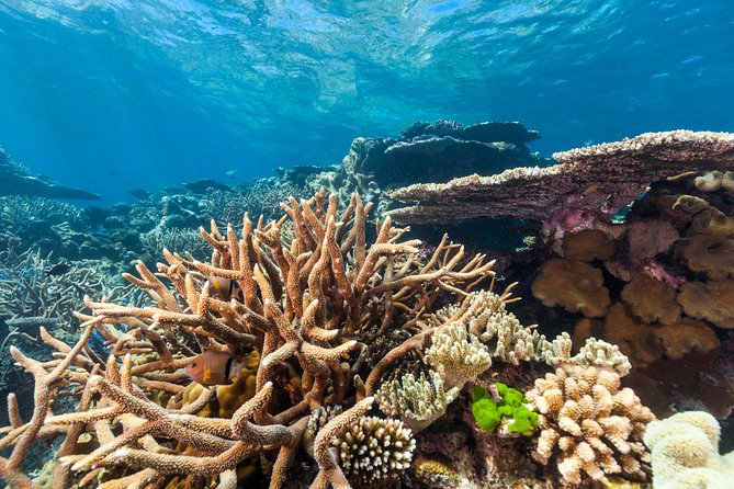 Great Barrier Reef Snorkeling and Diving Cruise from Cairns - Snorkeling kit, stinger suits, and safety that actually feels practical