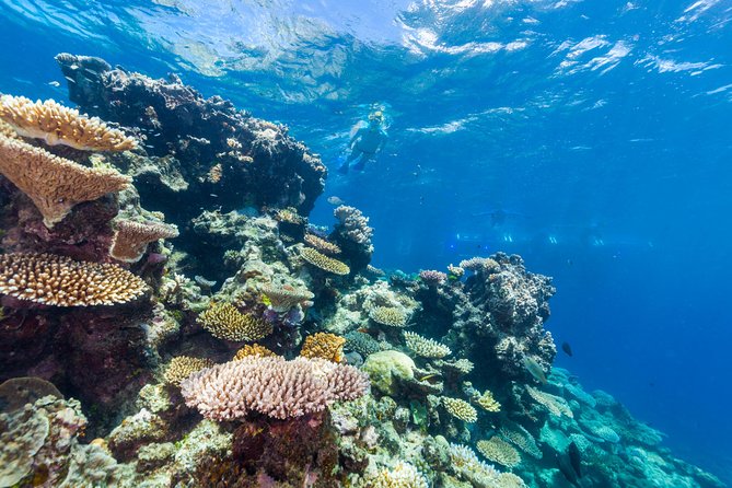 Great Barrier Reef Snorkeling and Diving Cruise from Cairns - What the BBQ lunch is really like on Evolution