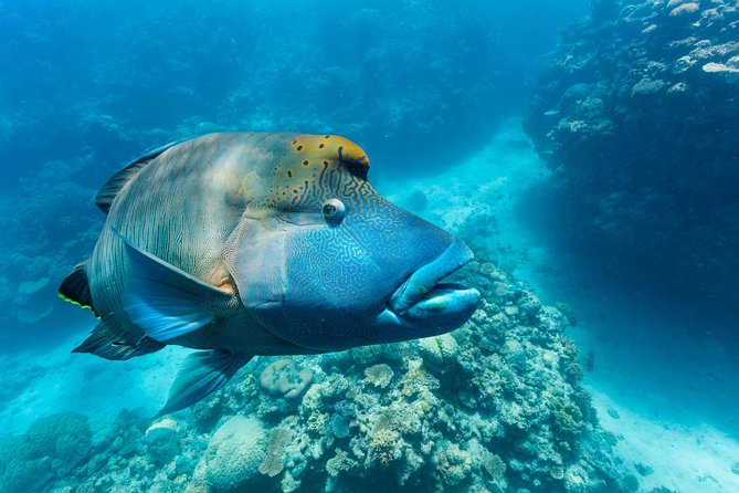 Great Barrier Reef Snorkeling and Diving Cruise from Cairns - Helicopter option at North Hastings: worth it if you like a view