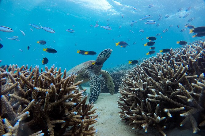 Great Keppel Island Adventure Tour - Snorkel and Boomnet - Boomnetting: the ride that turns reef day into a story
