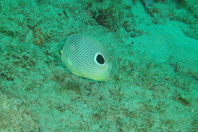 Guided Coral Reef Snorkeling Tour - Steps Beach and Tres Palmas: the reef you came for