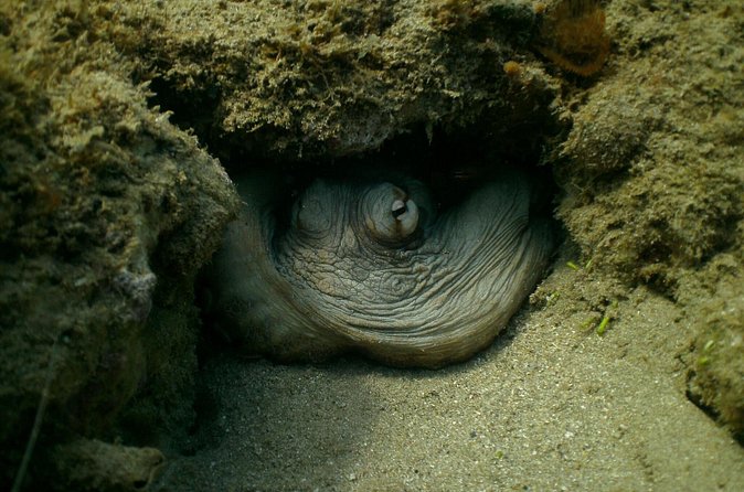 Guided Coral Reef Snorkeling Tour - Shore route snorkeling: what the guide does and where you swim