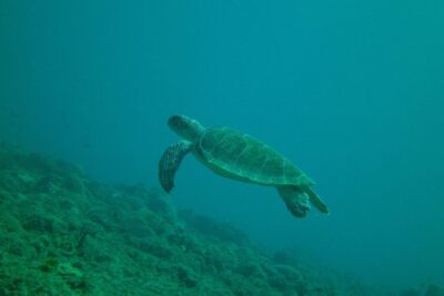 Guided Coral Reef Snorkeling Tour - Gear included and safety training that helps first-timers