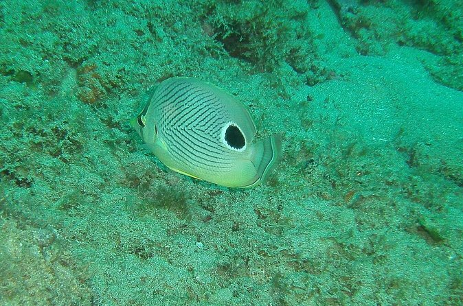 Guided Coral Reef Snorkeling Tour - What you can realistically see: turtles, sharks, stingrays, and coral fish