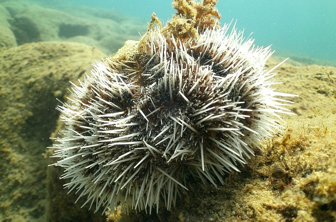 Guided Coral Reef Snorkeling Tour - Weather and timing in Rincón: plan for the ocean mood
