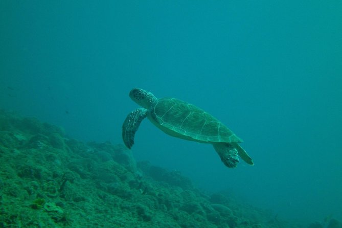 Guided Coral Reef Snorkeling Tour - Gear included and safety training that helps first-timers