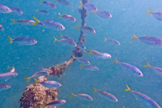 Guided Snorkel Experience, Free Videos in West Palm Beach - Key Highlights I’d Focus On