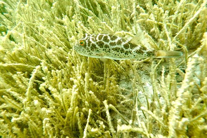 Guided Snorkel Experience, Free Videos in West Palm Beach - What You’ll See Underwater Around Phil Foster Park