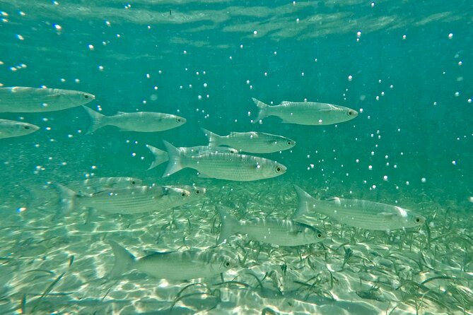 Guided Snorkel Experience, Free Videos in West Palm Beach - Meeting Point Tips (How to Actually Find Your Guide)