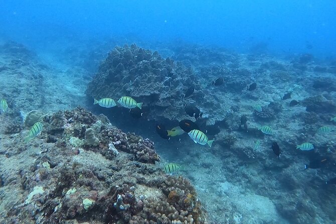 Guided Snorkel Tour for Beginners in Honolulu - Meet at Ala Moana, get geared up, then learn the basics that actually matter