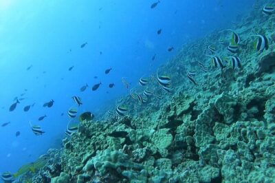 Guided Snorkel Tour for Beginners in Honolulu - The in-water lesson: confidence-building without making it scary