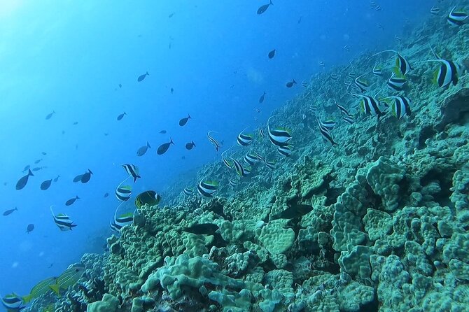 Guided Snorkel Tour for Beginners in Honolulu - The in-water lesson: confidence-building without making it scary