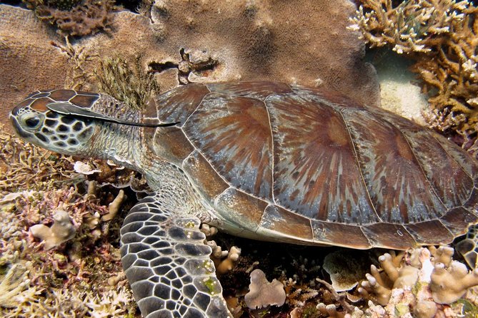 Guided Snorkeling Day Trip, Kota Kinabalu, Sabah, Malaysia - Snorkeling in Tunku Abdul Rahman Marine Park: Why this route is worth your time