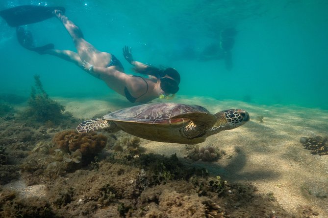 Half Day Low Isles Snorkelling Tour from Port Douglas - Snorkelling With a Guide vs On Your Own