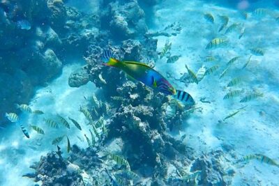 Half-Day Muri Lagoon BBQ Lunch Cruise including Snorkeling - Glass-Bottom Views Before You Even Put Your Snorkel On