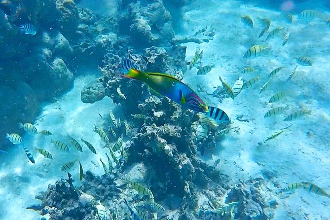 Half-Day Muri Lagoon BBQ Lunch Cruise including Snorkeling - Glass-Bottom Views Before You Even Put Your Snorkel On