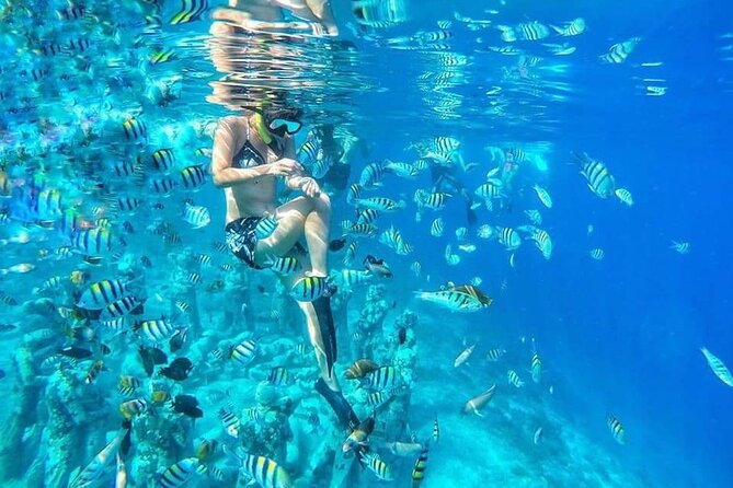 Half-Day Private Guided Snorkeling Turtles Underwater Statues - Key Highlights Worth Planning For