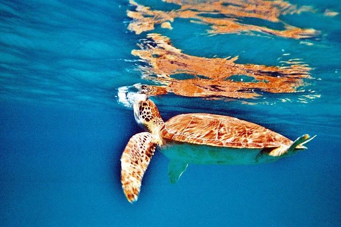 Half Day Sail and Snorkel with the Turtles - Who should book this tour (and who should rethink it)