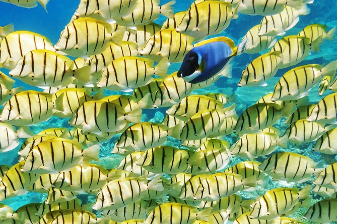 Half-Day Small-Group Cruise in Bora Bora with Snorkelling - Key highlights worth knowing before you go
