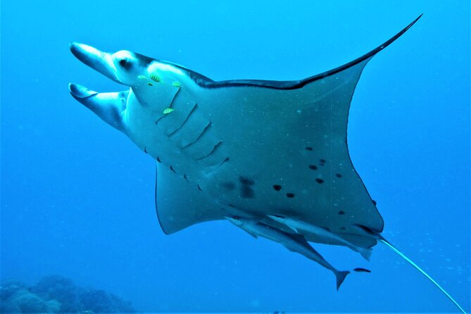 Half-Day Small-Group Cruise in Bora Bora with Snorkelling - Gear, towels, and what to bring for comfort