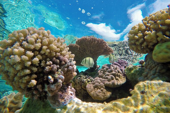 Half-Day Small-Group Cruise in Bora Bora with Snorkelling - Boat time plus Mt Otemanu views from the circle-island cruise