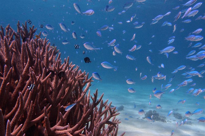 Half Day Snorkel 2.5hr Turtle Tour on the Ningaloo Reef, Exmouth - Key Things That Make This Turtle Tour Worth Your Time