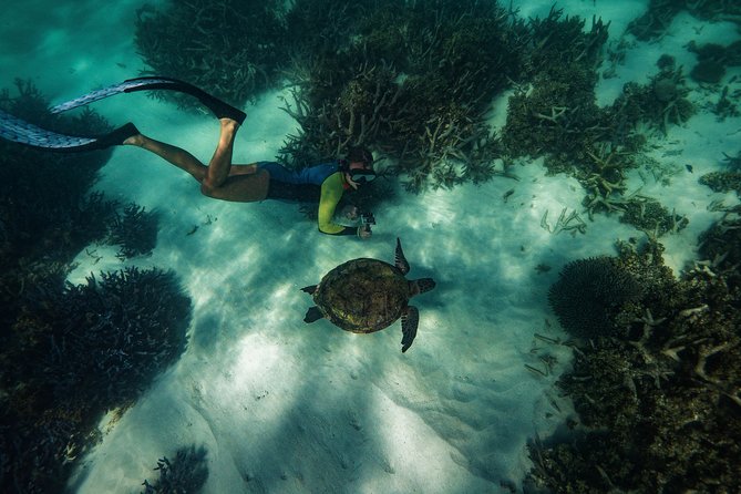 Half Day Snorkel 2.5hr Turtle Tour on the Ningaloo Reef, Exmouth - Ningaloo Reef Turtles From Exmouth: What This Tour Really Delivers