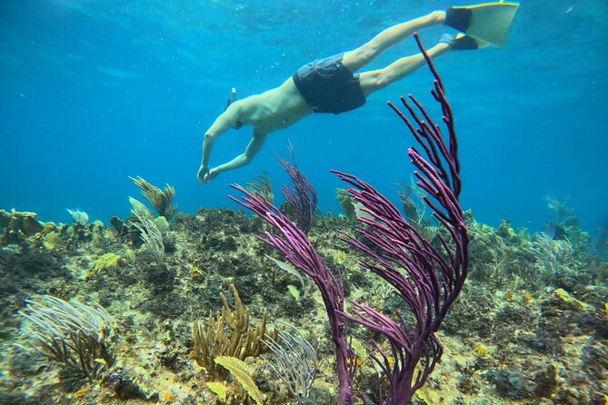 Half Day Snorkel from Providenciales with Visit to Half Moon Bay - Practical Tips Before You Go