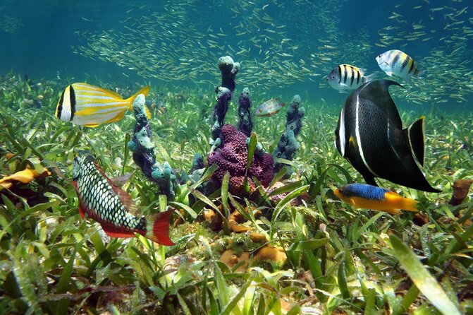 Half Day Snorkel Trip on Reefs in the Florida Keys - Key things to know before you go