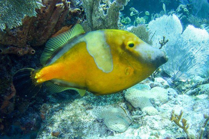 Half Day Snorkel Trip on Reefs in the Florida Keys - Timing on the Water: How Much Snorkeling Time You Actually Get