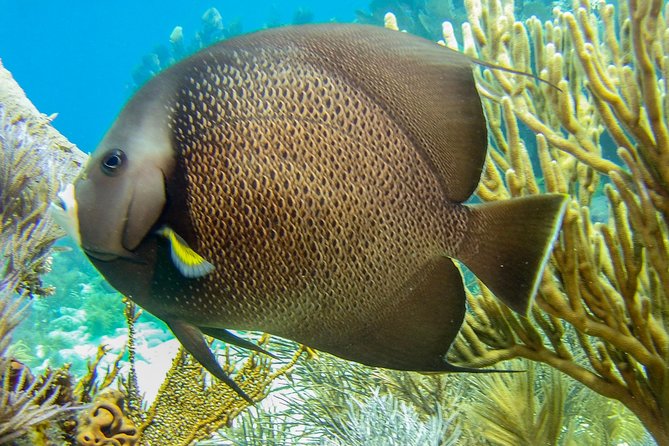 Half Day Snorkel Trip on Reefs in the Florida Keys - Gear Check: Snorkel Vest, Anti-Fog Help, and What You Should Bring