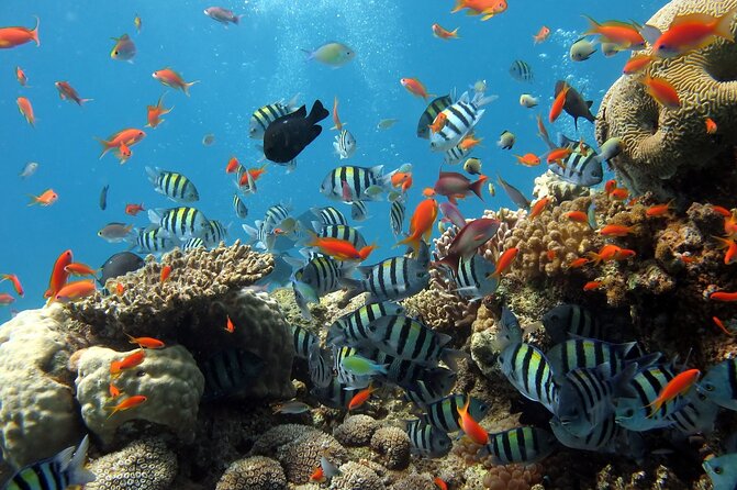 Half-day Snorkeling Experience in Phu Quoc Island - Gam Ghi Island: The Second Snorkel for Colorful Fish