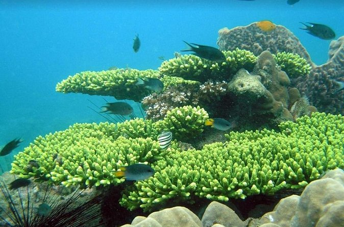 Half-day Snorkeling Experience in Phu Quoc Island - Boat Time on the Open Speedboat: Snacks, Drinks, and Small-Group Energy