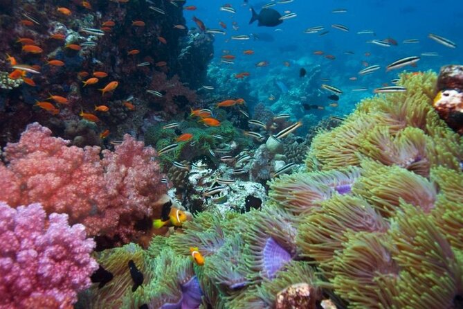 Half-day Snorkeling Experience in Phu Quoc Island - Price and Value: Why $50 Makes Sense for Some People