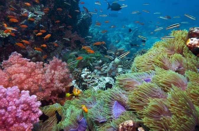 Half-day Snorkeling Experience in Phu Quoc Island - Guides, Safety, and Reef Etiquette (What to Expect)
